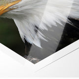 Regal Birds of Prey Wall Art – Bald Eagle Profile Canvas Print