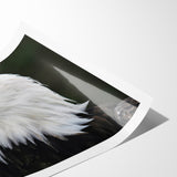 Regal Birds of Prey Wall Art – Bald Eagle Profile Canvas Print