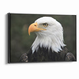 Regal Birds of Prey Wall Art – Bald Eagle Profile Canvas Print