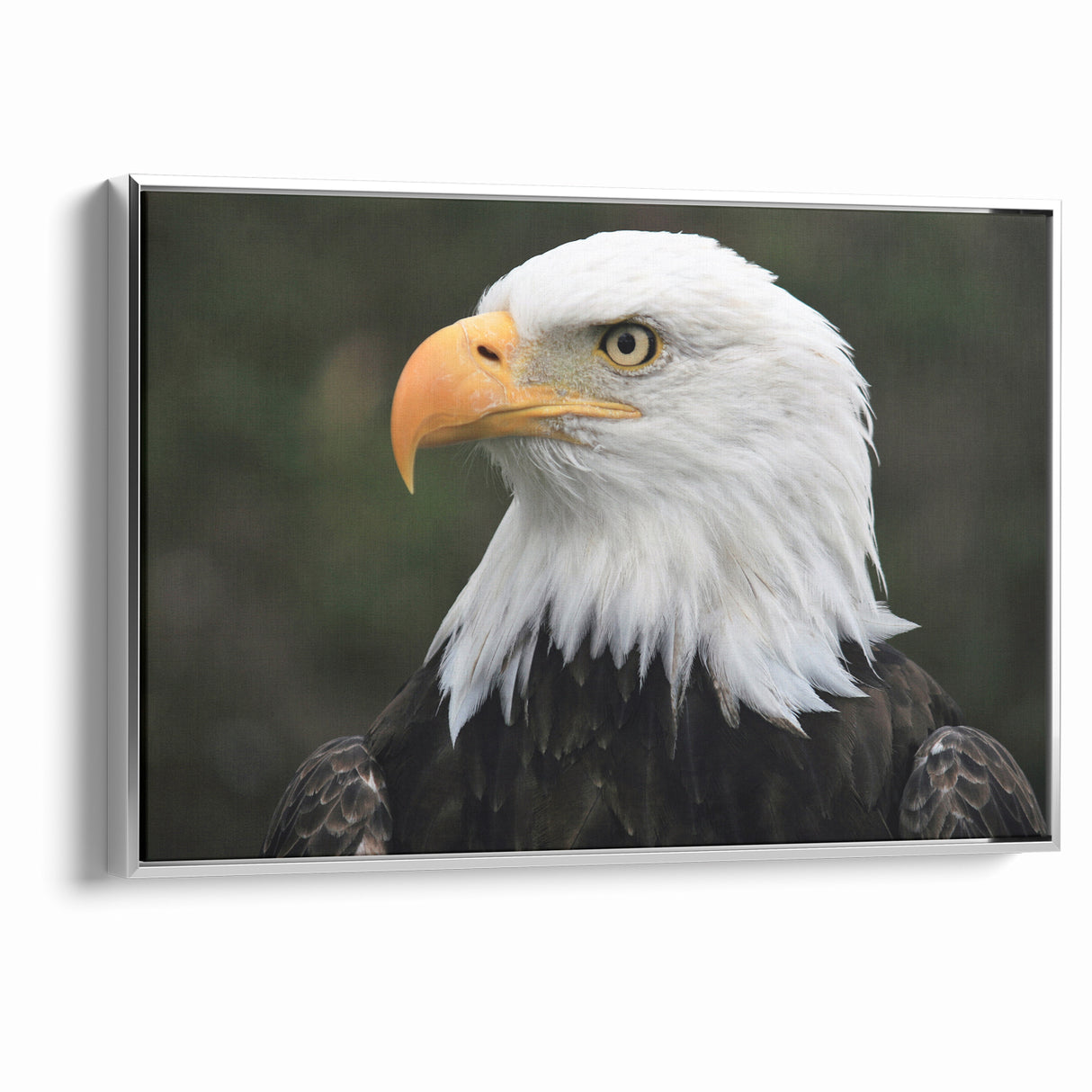 Regal Birds of Prey Wall Art – Bald Eagle Profile Canvas Print