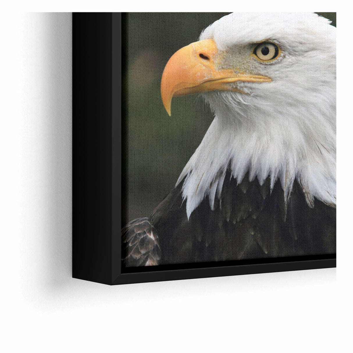 Regal Birds of Prey Wall Art – Bald Eagle Profile Canvas Print