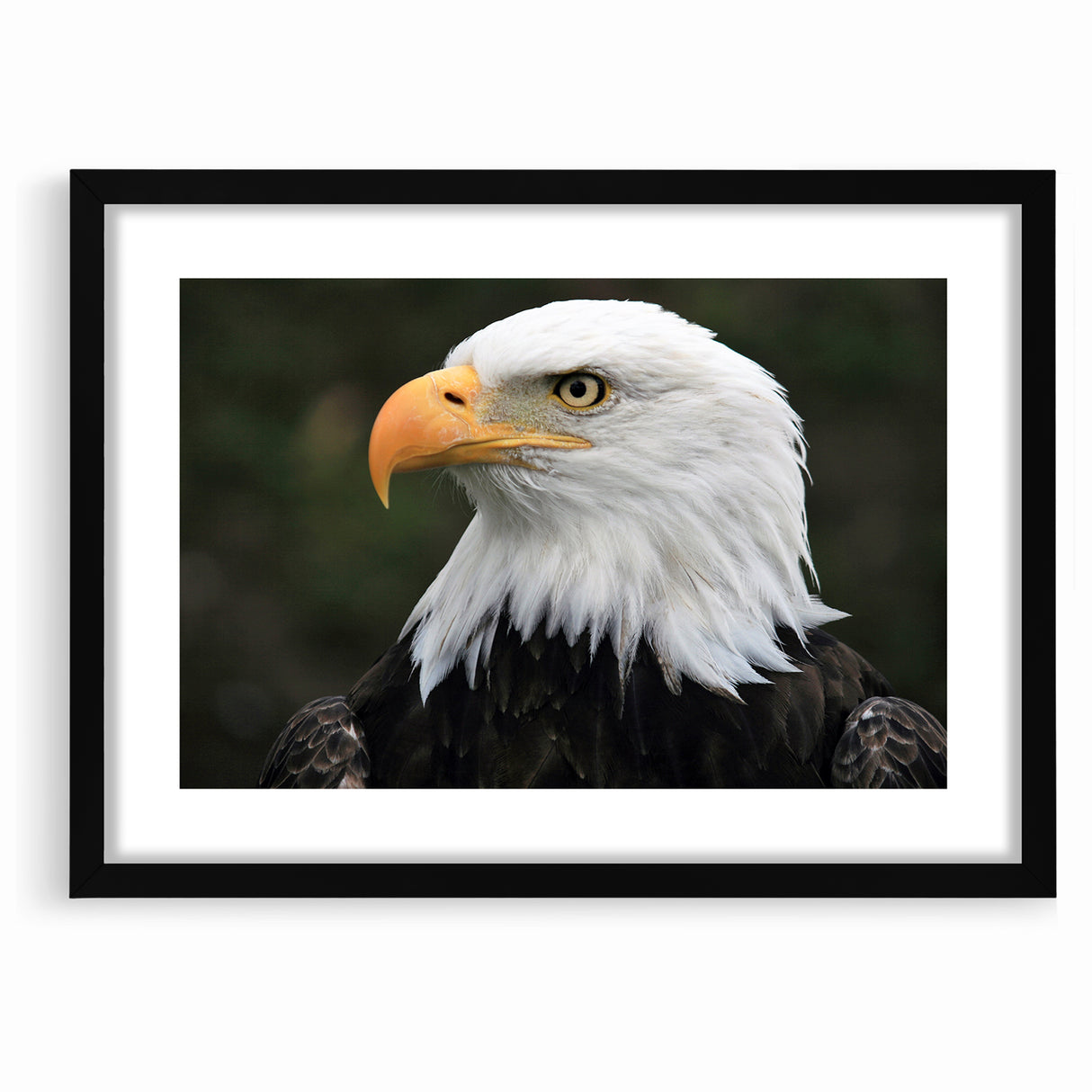 Regal Birds of Prey Wall Art – Bald Eagle Profile Canvas Print