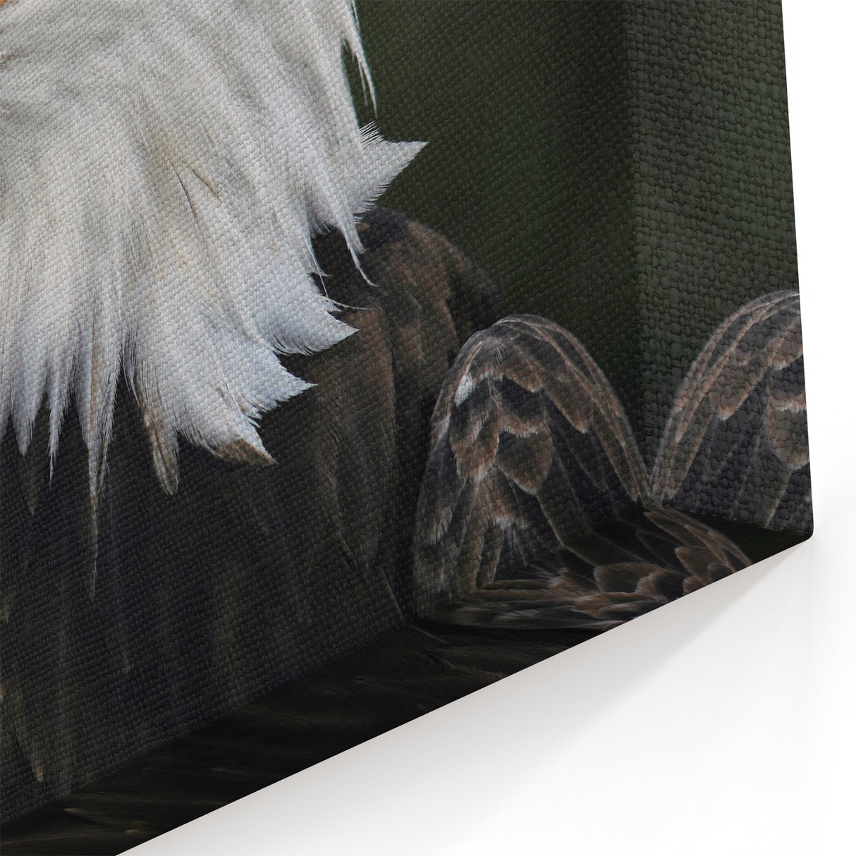 Regal Birds of Prey Wall Art – Bald Eagle Profile Canvas Print