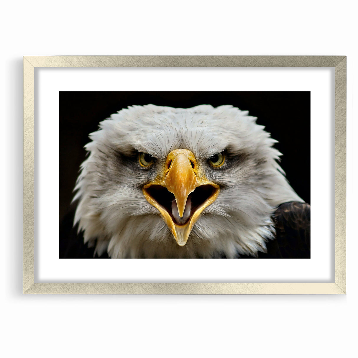 Fierce Birds of Prey Wall Art – Bald Eagle Screaming Canvas Print