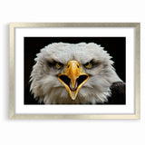 Fierce Birds of Prey Wall Art – Bald Eagle Screaming Canvas Print