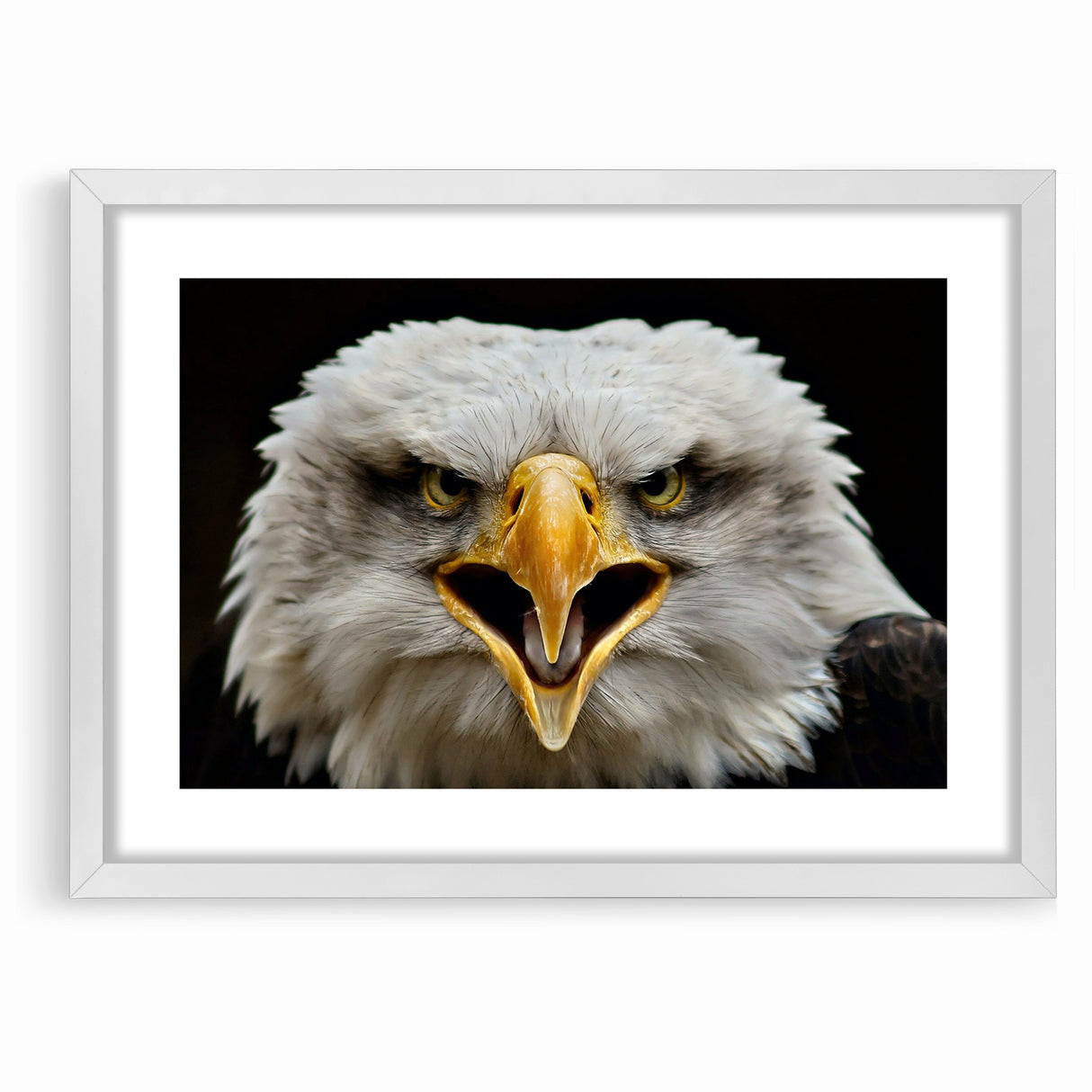 Fierce Birds of Prey Wall Art – Bald Eagle Screaming Canvas Print