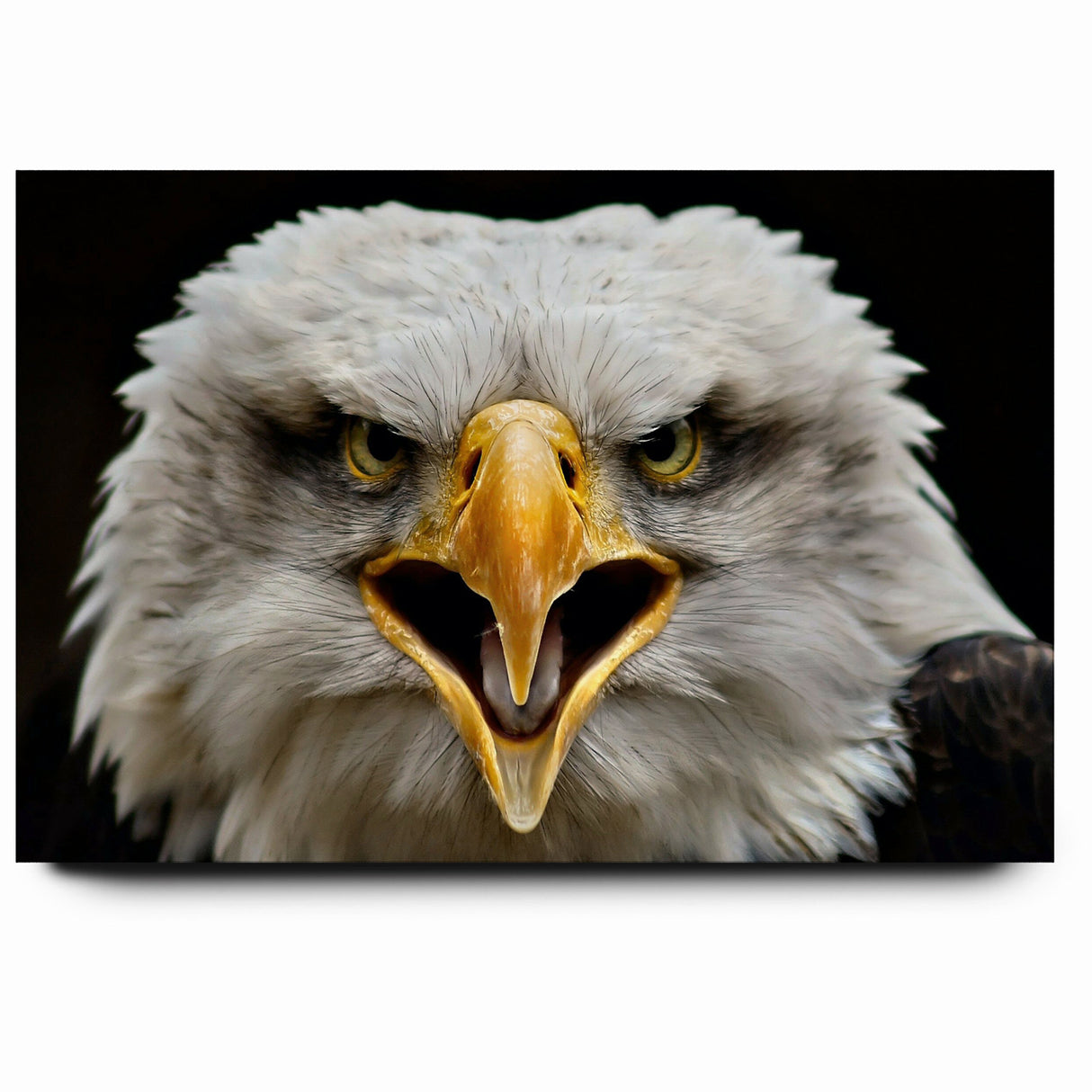 Fierce Birds of Prey Wall Art – Bald Eagle Screaming Canvas Print