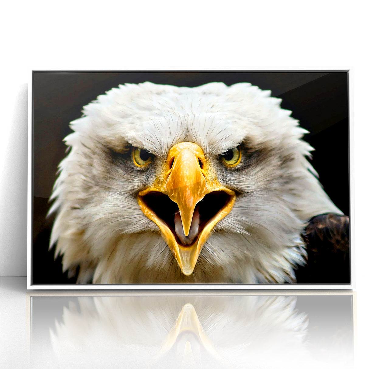Fierce Birds of Prey Wall Art – Bald Eagle Screaming Canvas Print