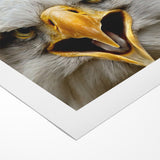 Fierce Birds of Prey Wall Art – Bald Eagle Screaming Canvas Print