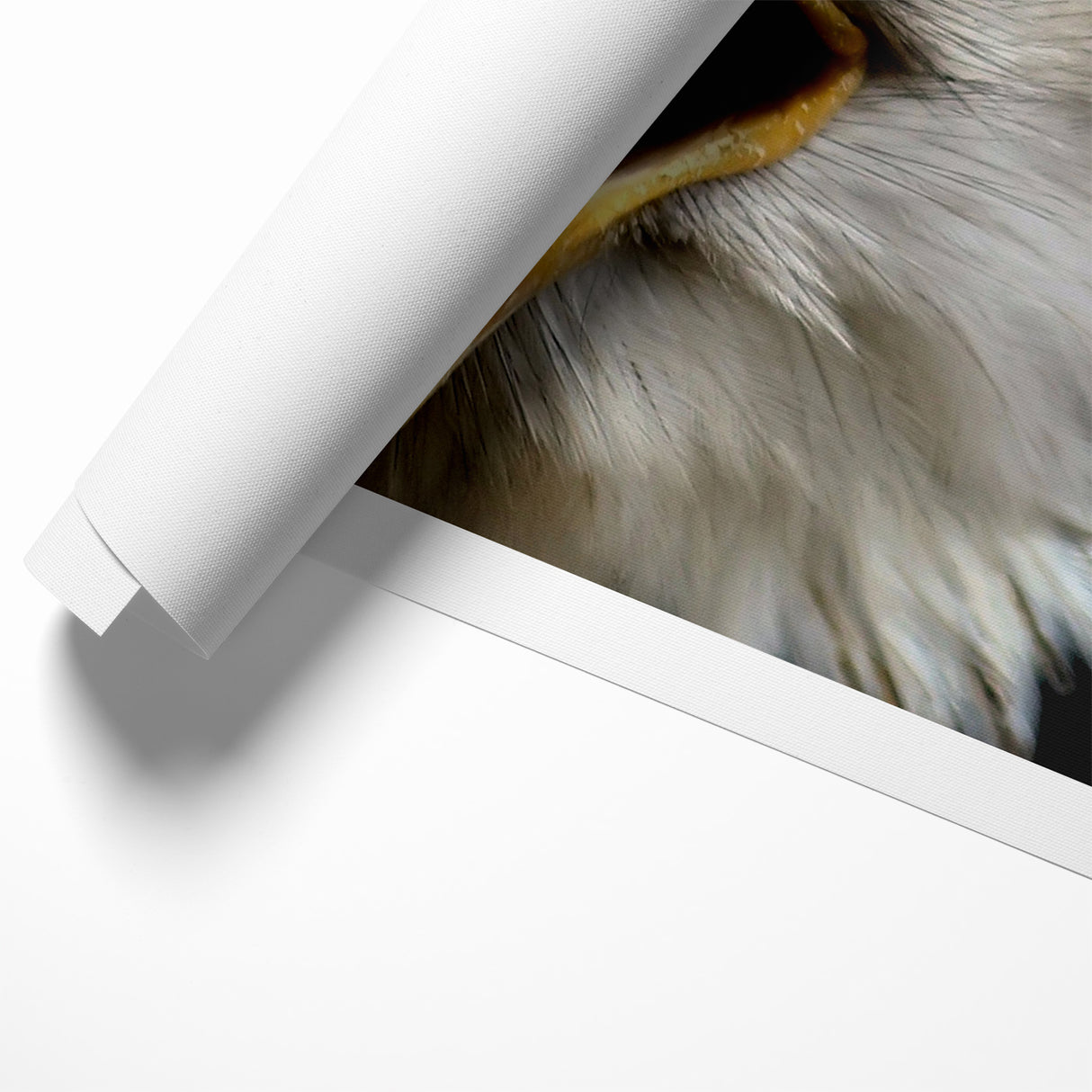 Fierce Birds of Prey Wall Art – Bald Eagle Screaming Canvas Print