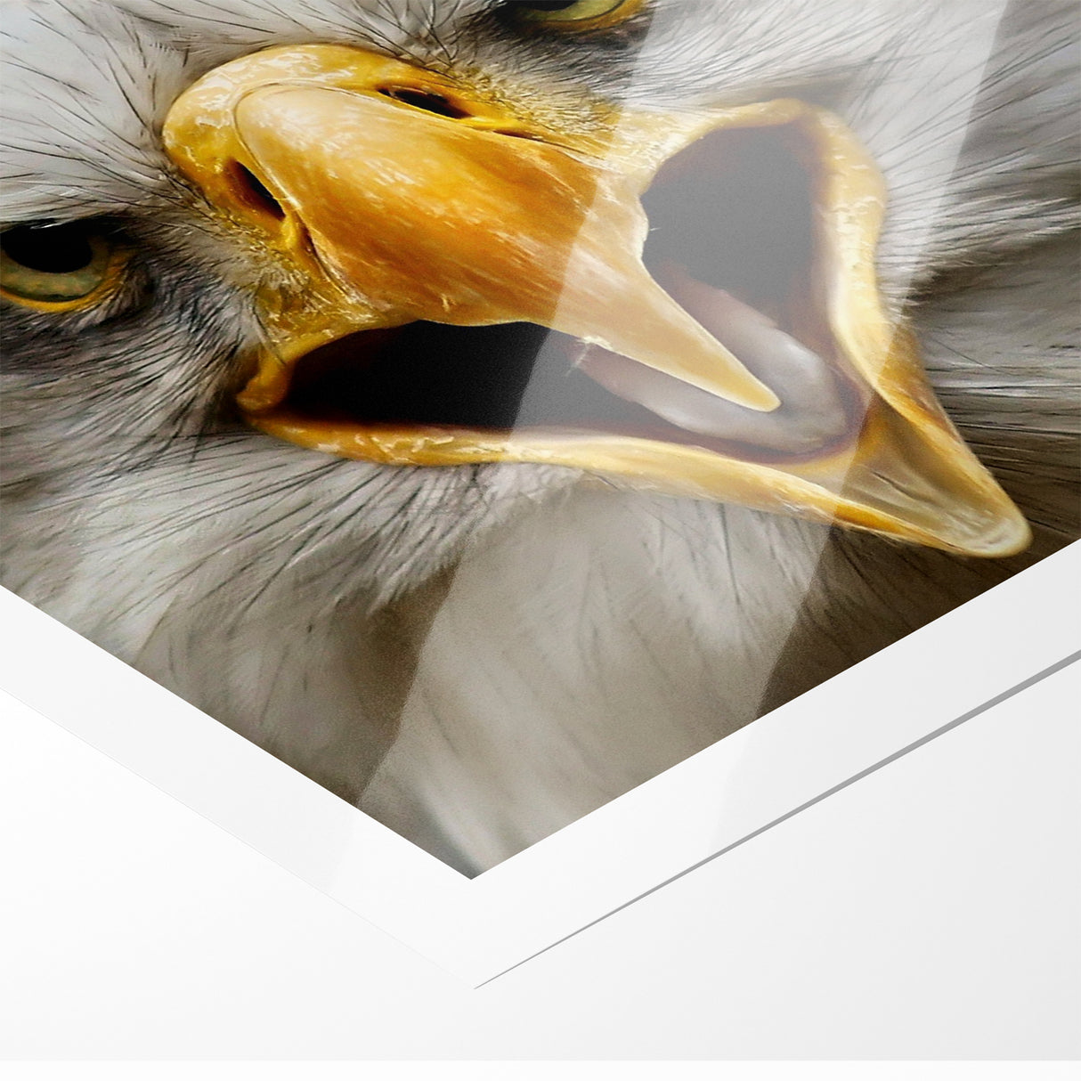Fierce Birds of Prey Wall Art – Bald Eagle Screaming Canvas Print