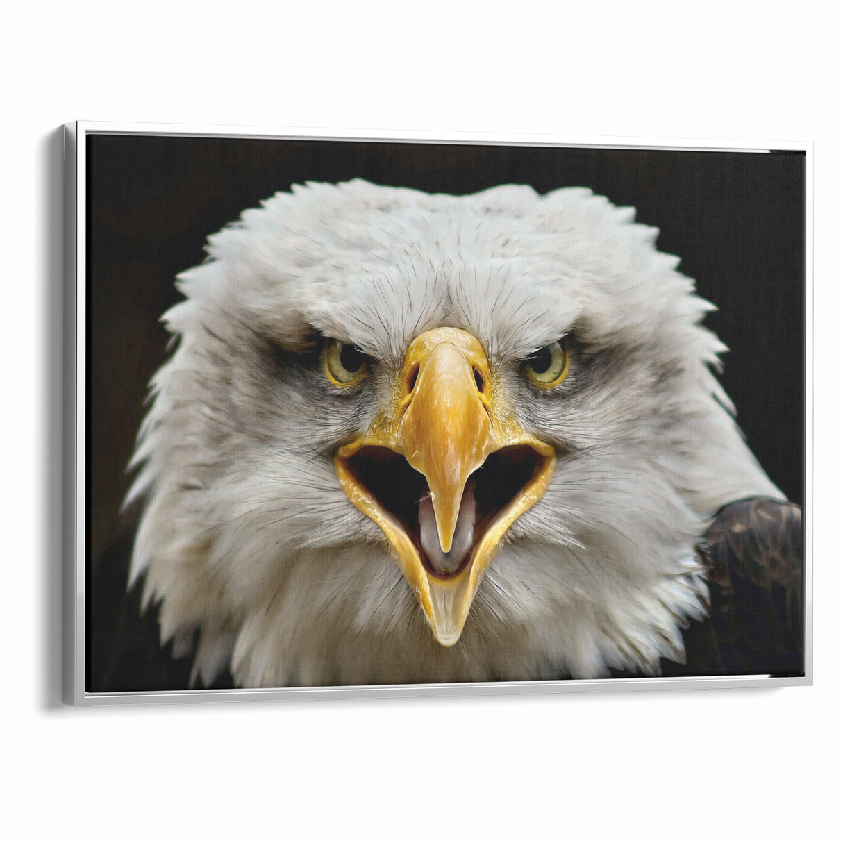 Fierce Birds of Prey Wall Art – Bald Eagle Screaming Canvas Print