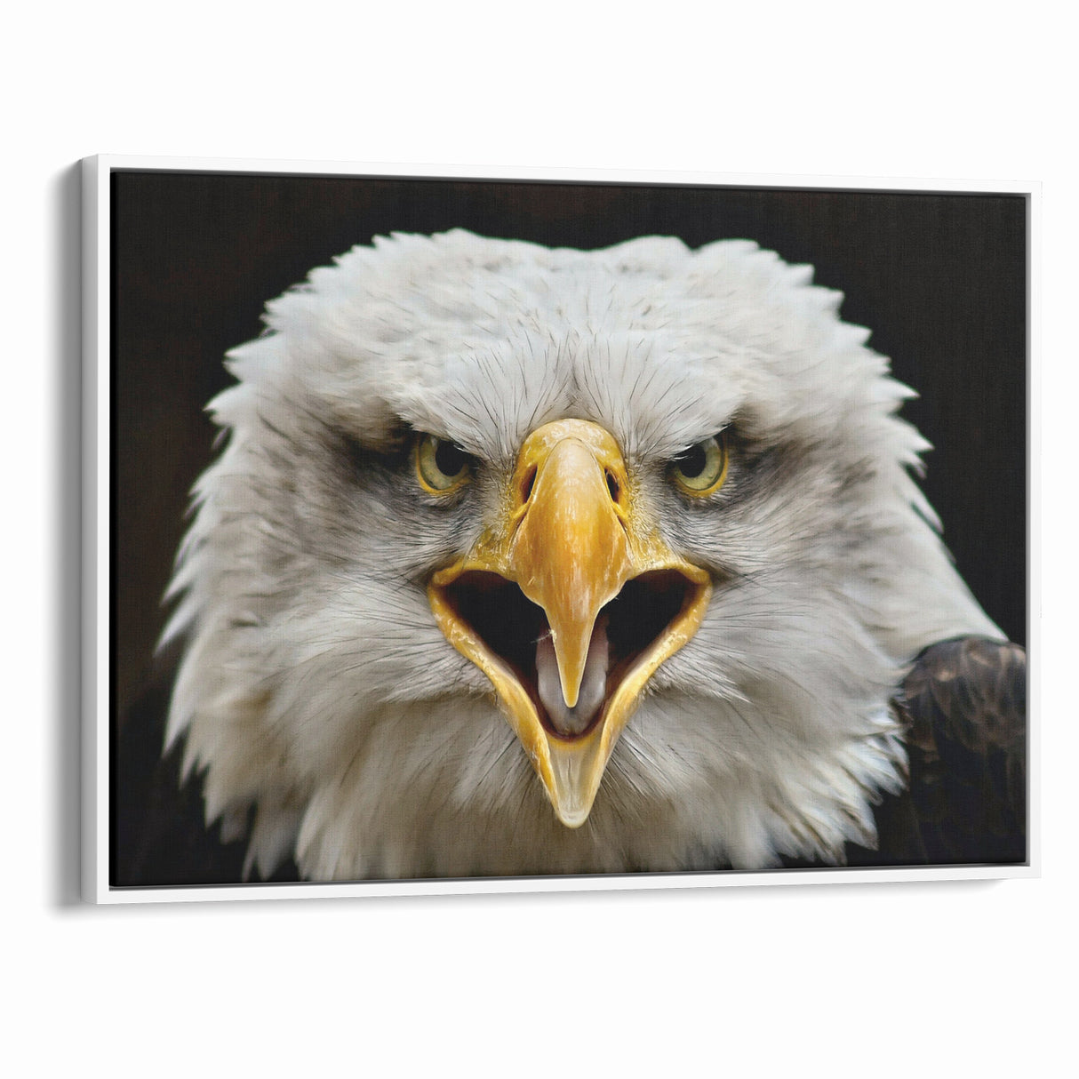 Fierce Birds of Prey Wall Art – Bald Eagle Screaming Canvas Print