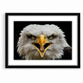 Fierce Birds of Prey Wall Art – Bald Eagle Screaming Canvas Print
