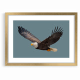 Graceful Birds of Prey Wall Art – Bald Eagle in Flight Canvas Print