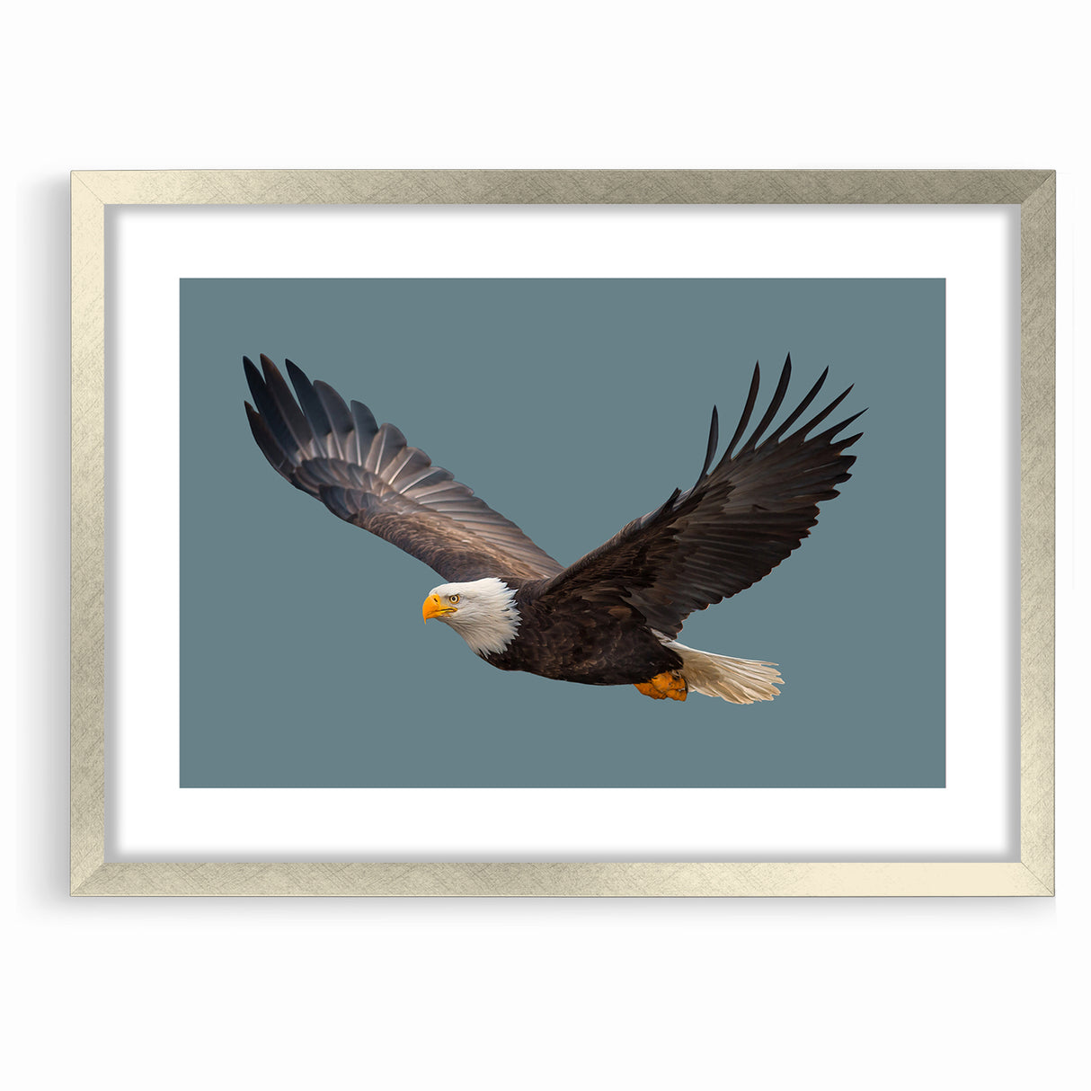 Graceful Birds of Prey Wall Art – Bald Eagle in Flight Canvas Print