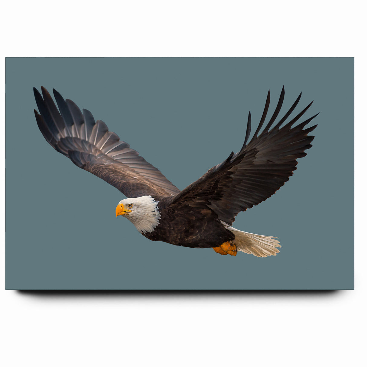 Graceful Birds of Prey Wall Art – Bald Eagle in Flight Canvas Print