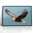 Graceful Birds of Prey Wall Art – Bald Eagle in Flight Canvas Print