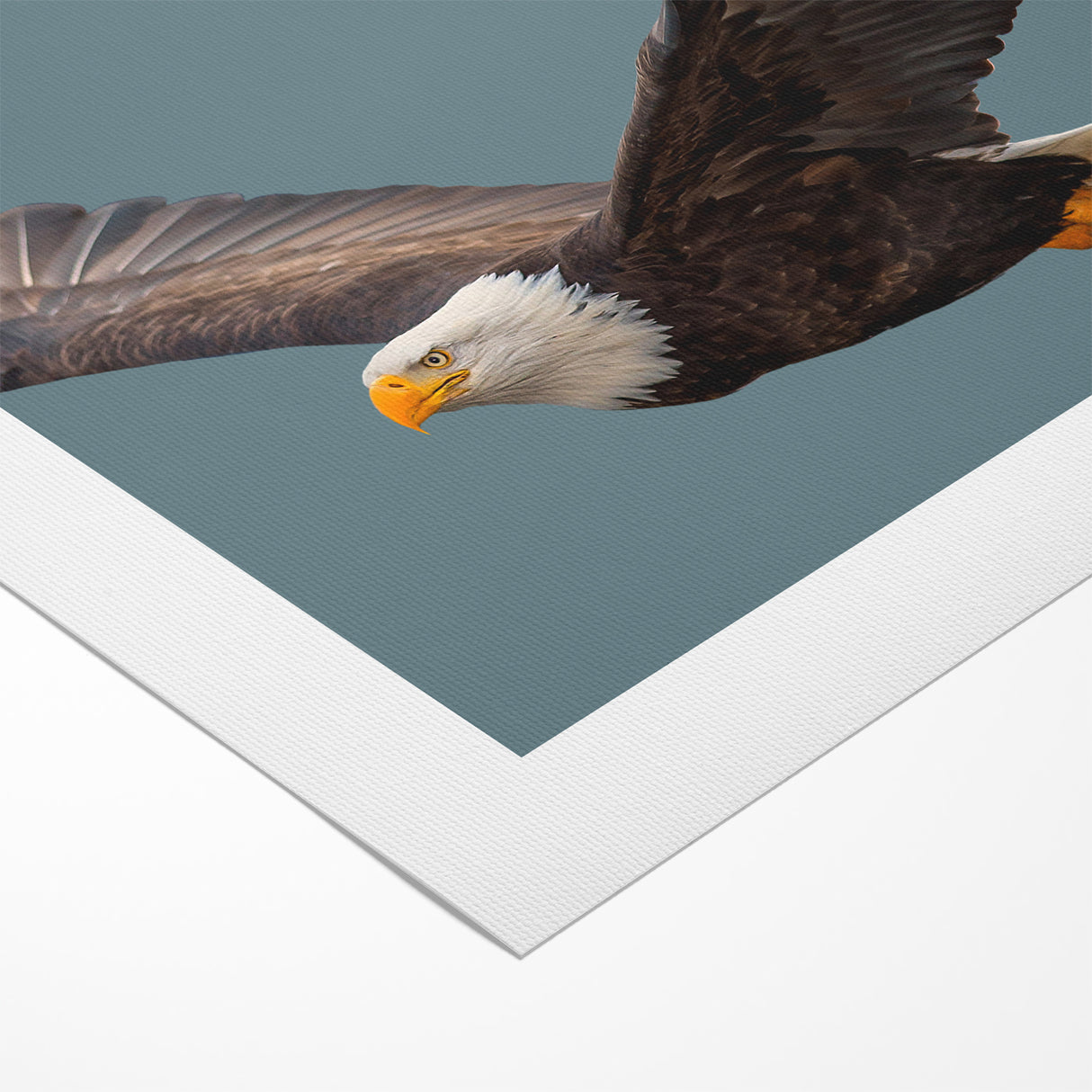 Graceful Birds of Prey Wall Art – Bald Eagle in Flight Canvas Print