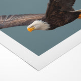 Graceful Birds of Prey Wall Art – Bald Eagle in Flight Canvas Print