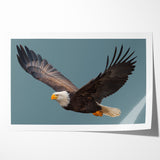 Graceful Birds of Prey Wall Art – Bald Eagle in Flight Canvas Print