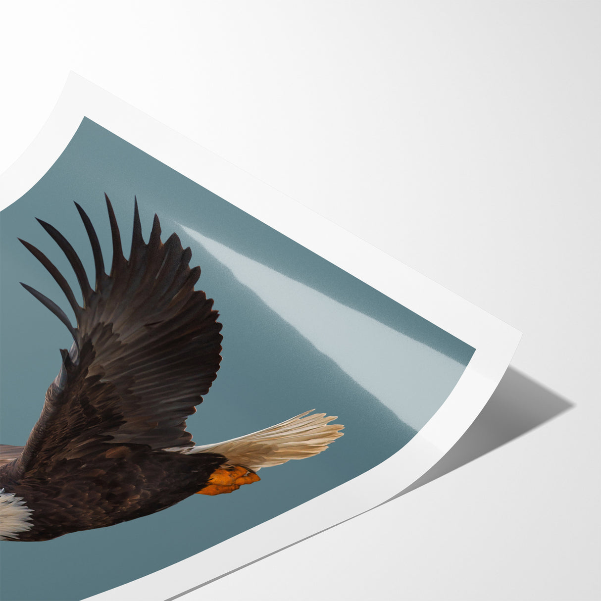 Graceful Birds of Prey Wall Art – Bald Eagle in Flight Canvas Print