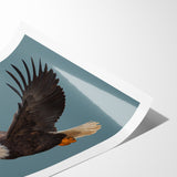 Graceful Birds of Prey Wall Art – Bald Eagle in Flight Canvas Print