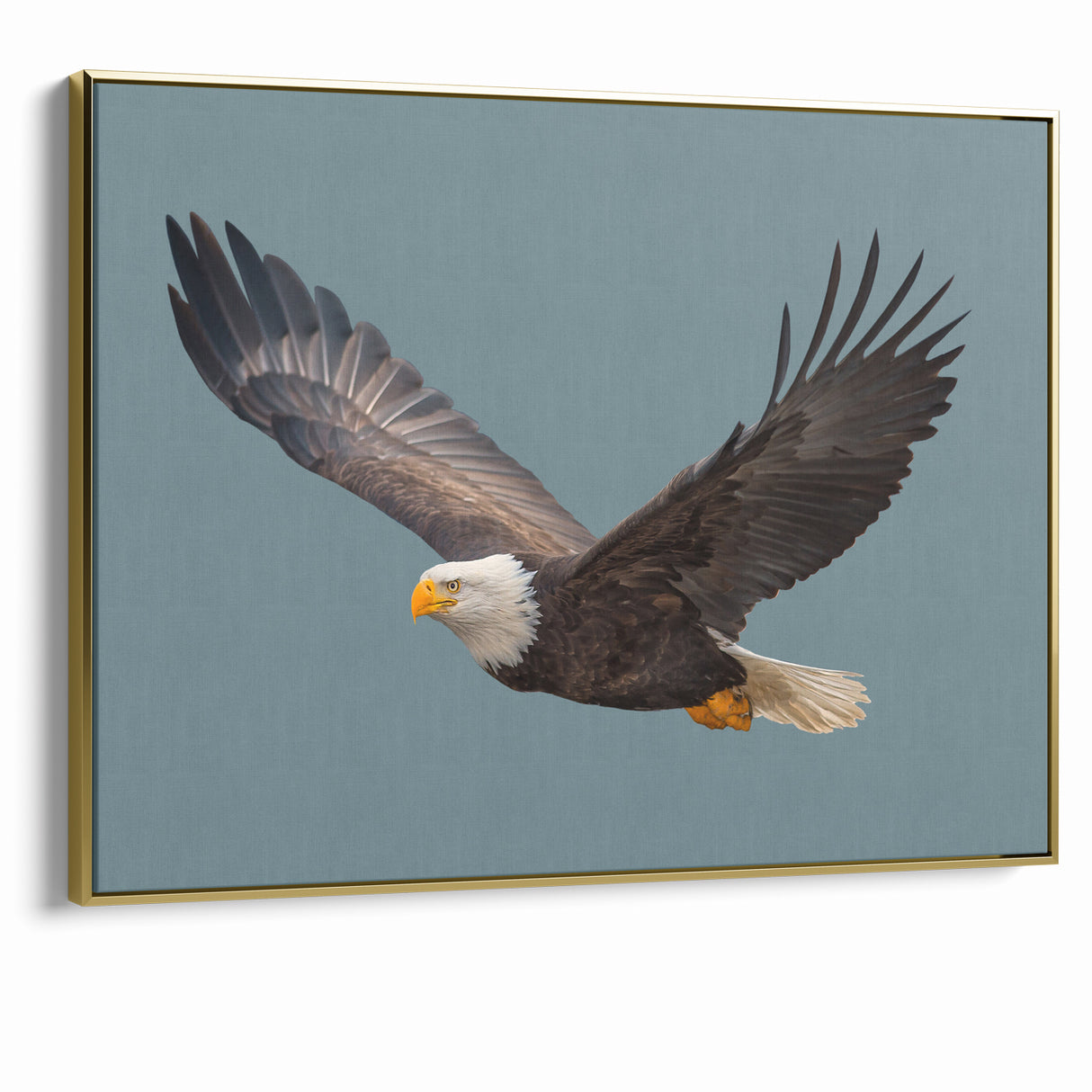Graceful Birds of Prey Wall Art – Bald Eagle in Flight Canvas Print