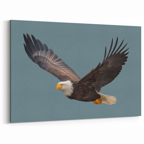 Graceful Birds of Prey Wall Art – Bald Eagle in Flight Canvas Print