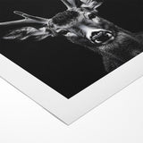 Striking Black Antelope Portrait – Majestic Wildlife Canvas Prints