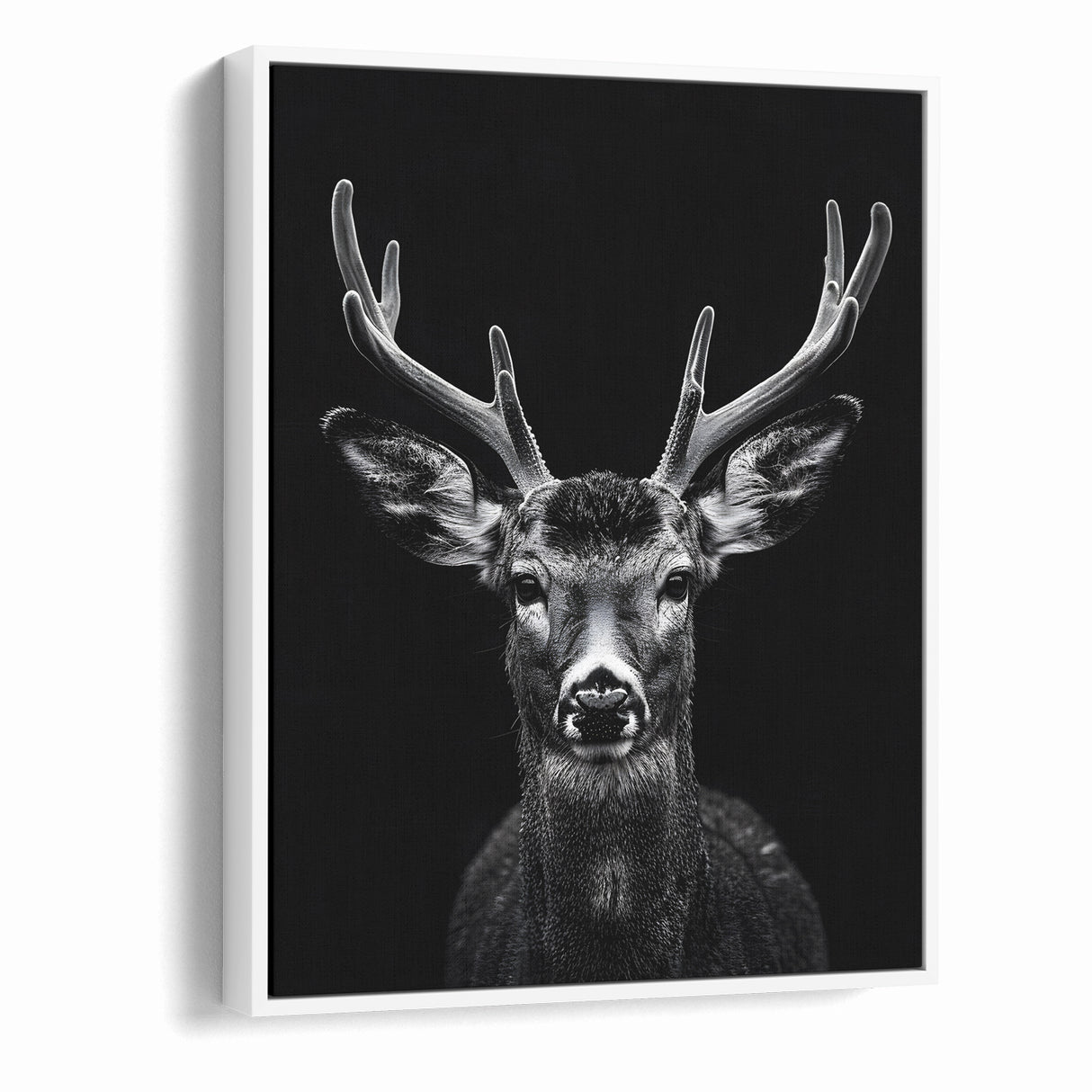 Striking Black Antelope Portrait – Majestic Wildlife Canvas Prints