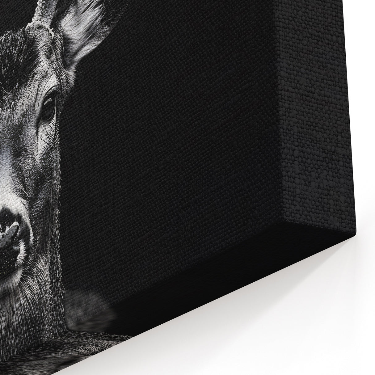 Striking Black Antelope Portrait – Majestic Wildlife Canvas Prints