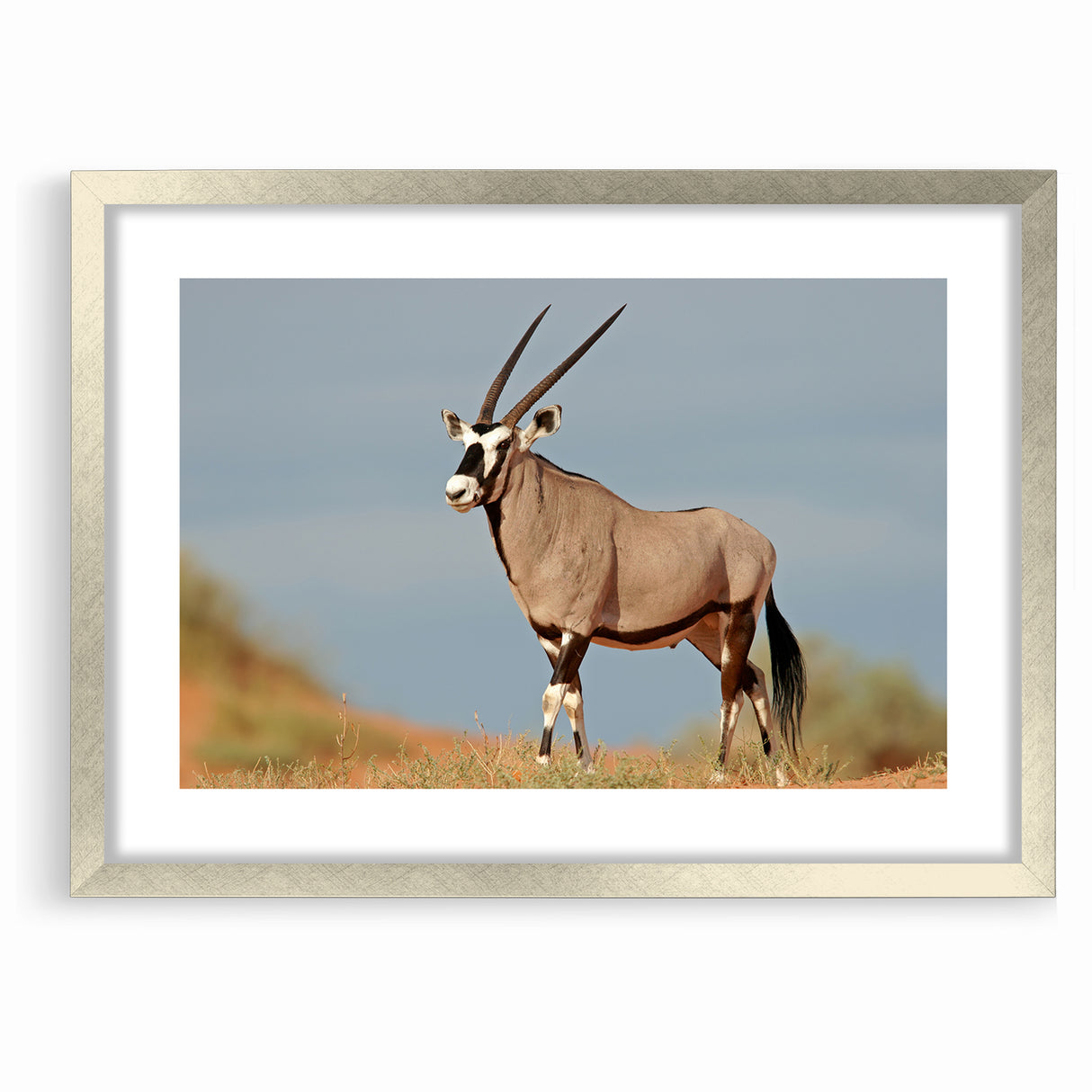 Majestic Antelope in the Wild – Graceful African Wildlife Canvas Art
