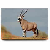 Majestic Antelope in the Wild – Graceful African Wildlife Canvas Art