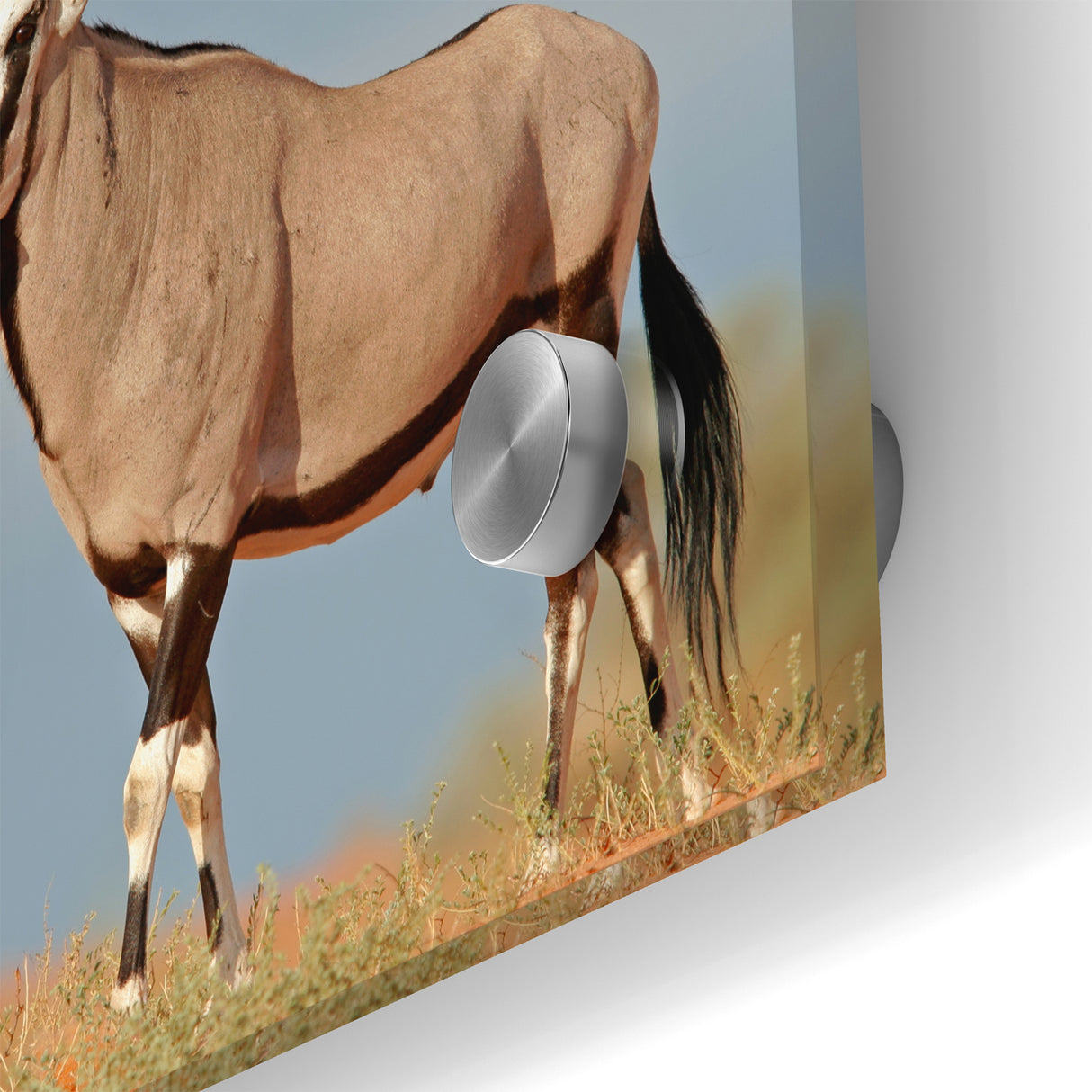 Majestic Antelope in the Wild – Graceful African Wildlife Canvas Art