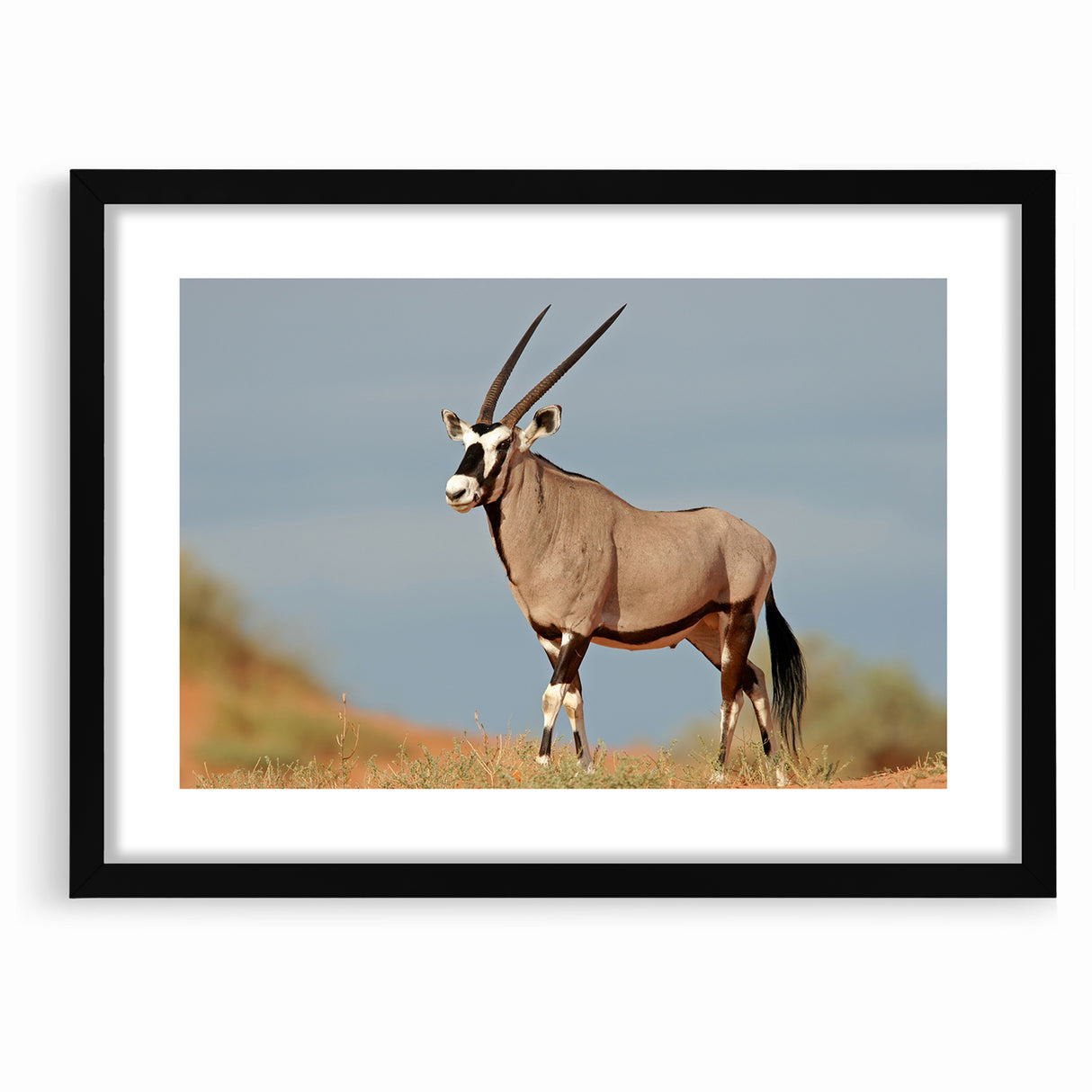 Majestic Antelope in the Wild – Graceful African Wildlife Canvas Art