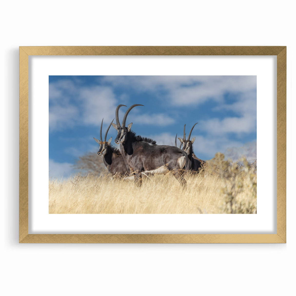 Bold Antelope Herd in the Grasslands – Striking Wildlife Canvas Art