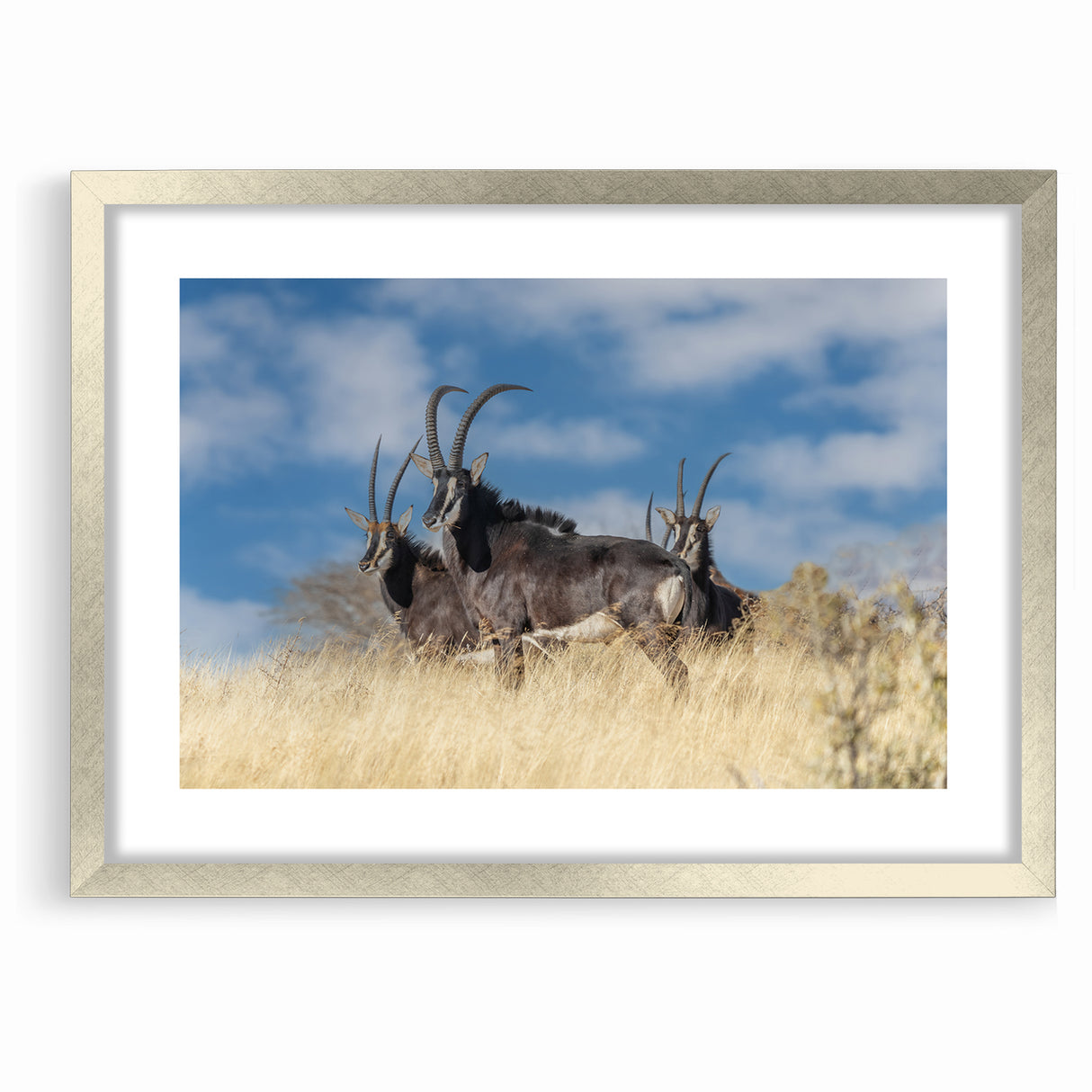 Bold Antelope Herd in the Grasslands – Striking Wildlife Canvas Art