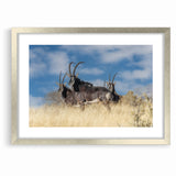 Bold Antelope Herd in the Grasslands – Striking Wildlife Canvas Art