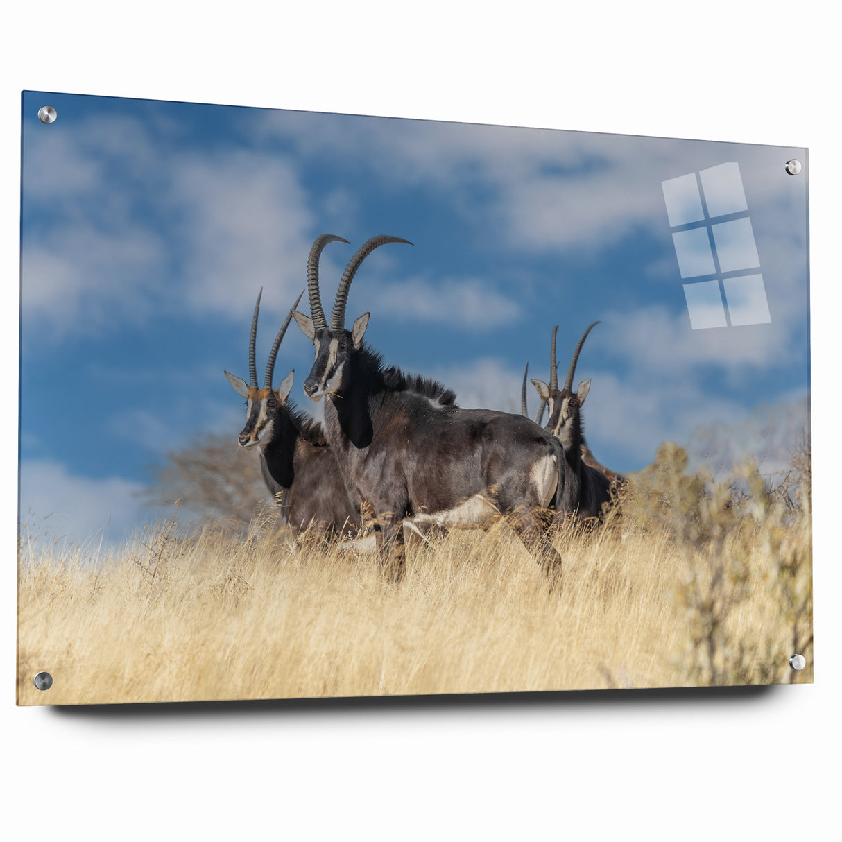 Bold Antelope Herd in the Grasslands – Striking Wildlife Canvas Art