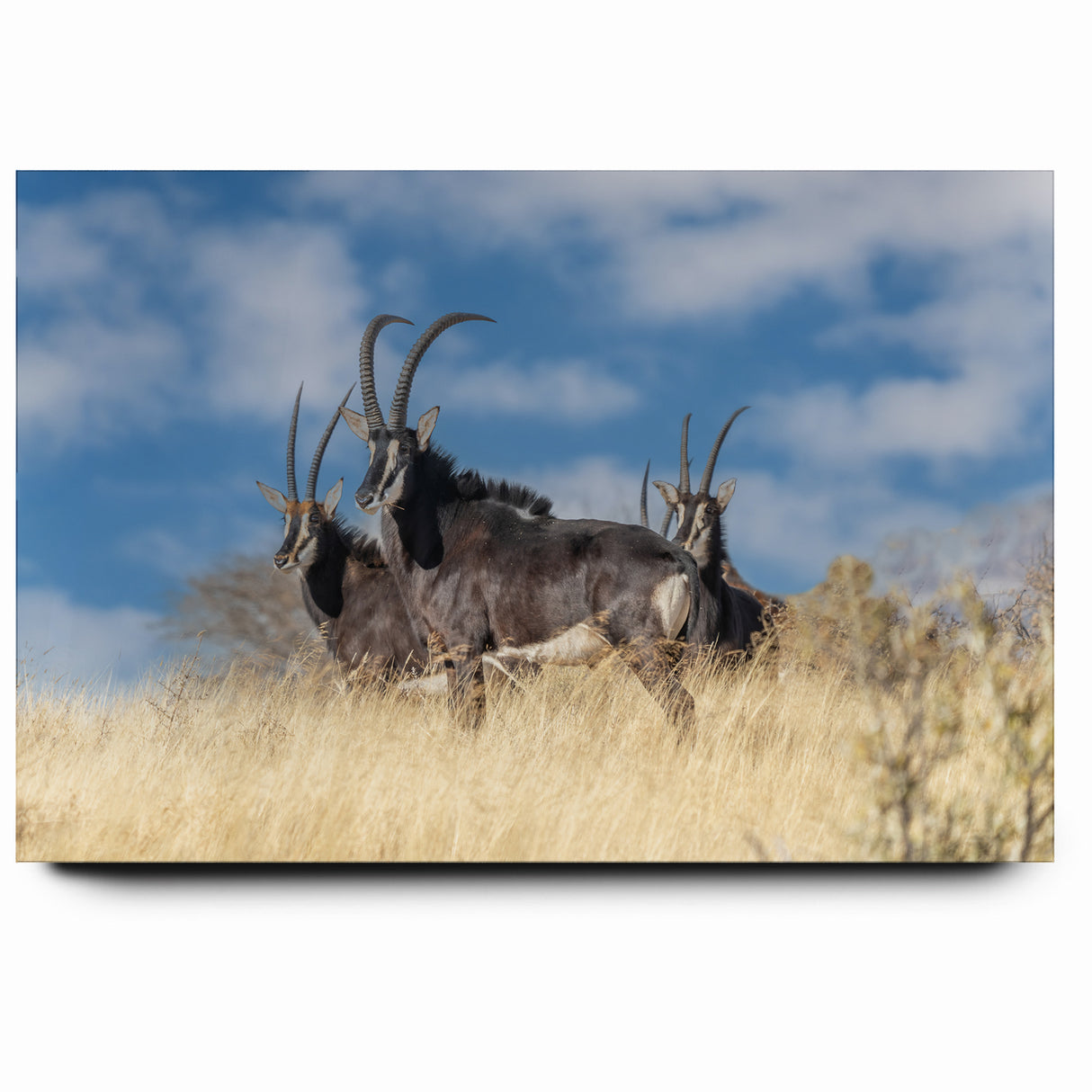 Bold Antelope Herd in the Grasslands – Striking Wildlife Canvas Art