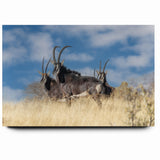 Bold Antelope Herd in the Grasslands – Striking Wildlife Canvas Art