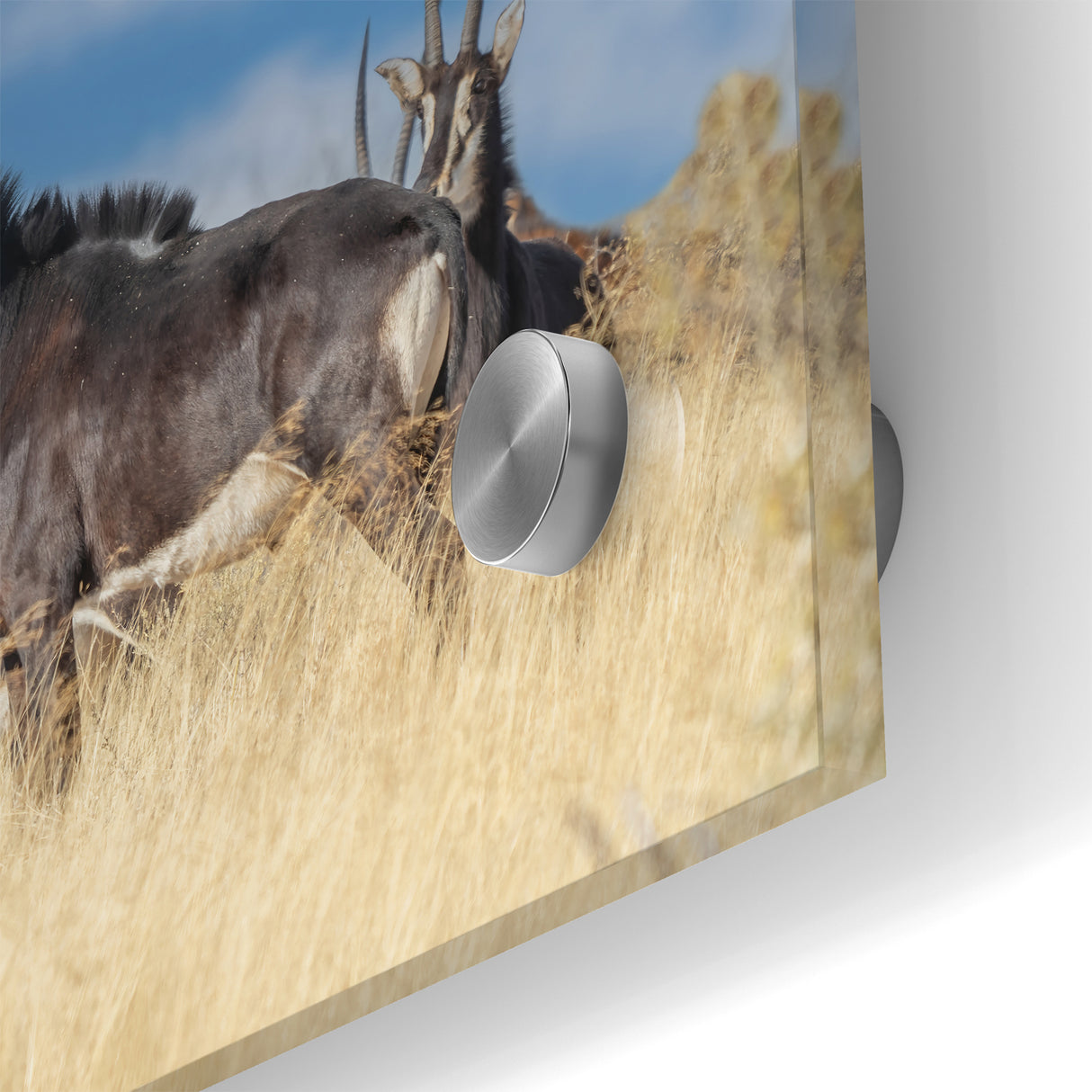 Bold Antelope Herd in the Grasslands – Striking Wildlife Canvas Art