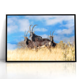 Bold Antelope Herd in the Grasslands – Striking Wildlife Canvas Art