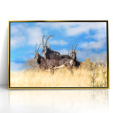 Bold Antelope Herd in the Grasslands – Striking Wildlife Canvas Art