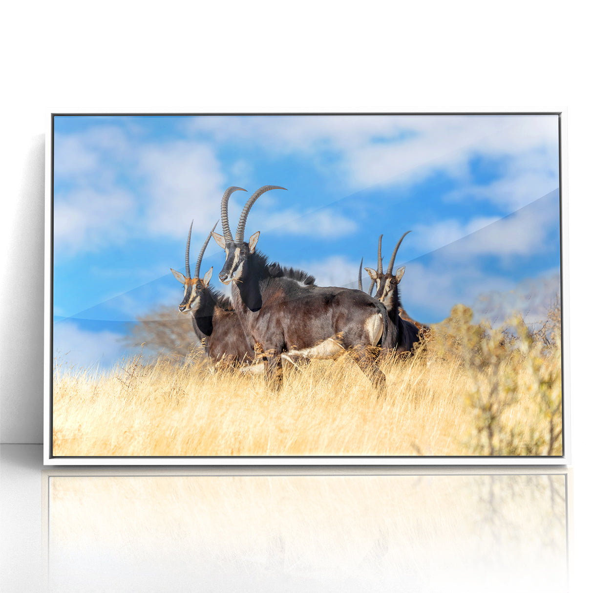 Bold Antelope Herd in the Grasslands – Striking Wildlife Canvas Art