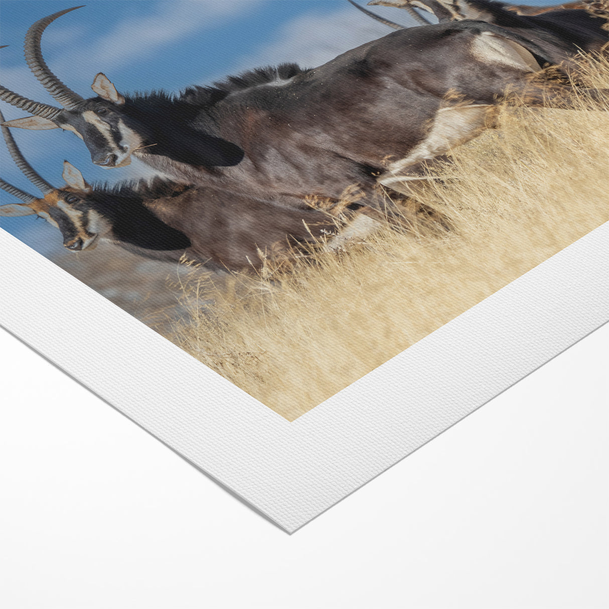 Bold Antelope Herd in the Grasslands – Striking Wildlife Canvas Art