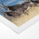 Bold Antelope Herd in the Grasslands – Striking Wildlife Canvas Art