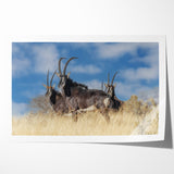 Bold Antelope Herd in the Grasslands – Striking Wildlife Canvas Art