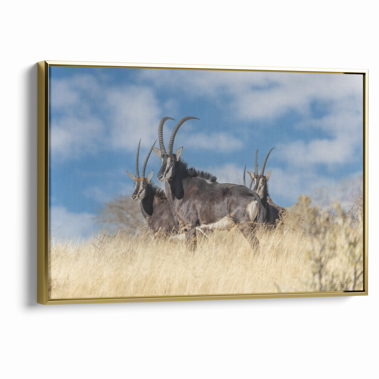 Bold Antelope Herd in the Grasslands – Striking Wildlife Canvas Art